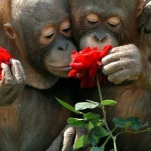 smell