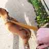 stroll
