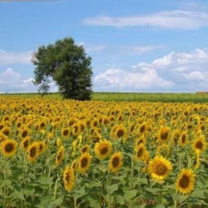 field