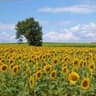 field