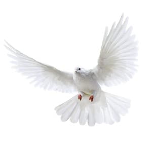 peace
