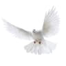 peace