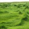 grass