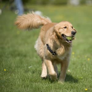 tail