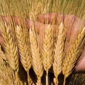 crop