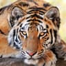 characteristic