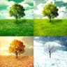 season