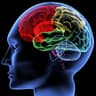 brain