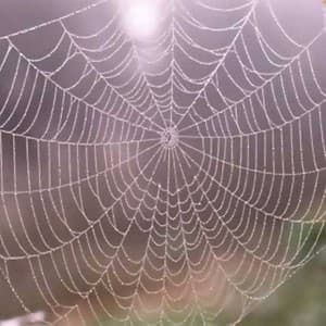 web