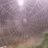 web
