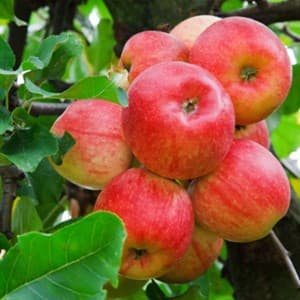 produce