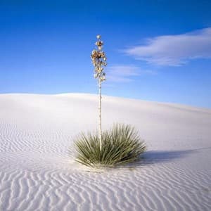 desert
