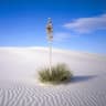 desert