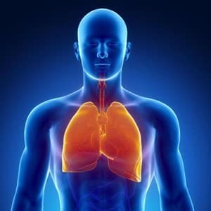 lung