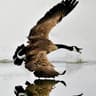 wing