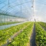 greenhouse