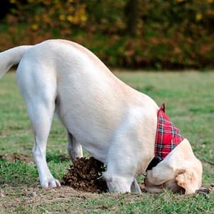 dig