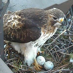 nest