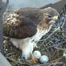 nest