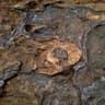 mineral