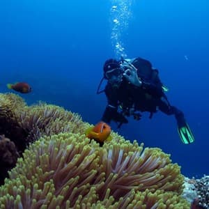 coral