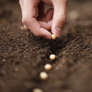 seed