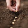 seed