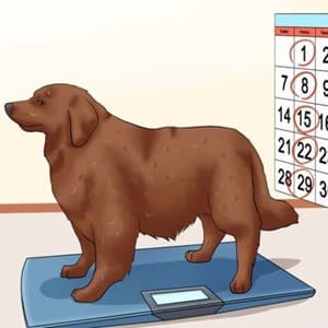 weigh