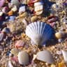 shell