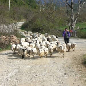 shepherd