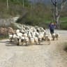 shepherd