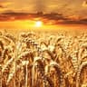 wheat