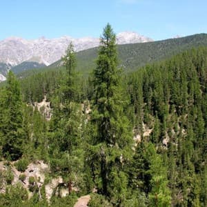 pine