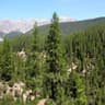 pine