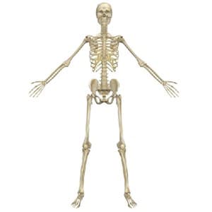 skeleton