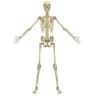 skeleton