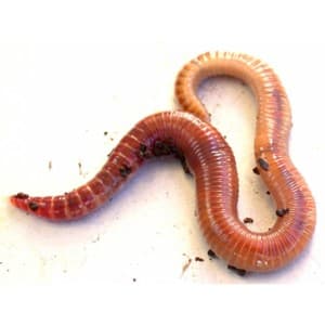 worm