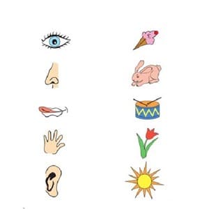 senses