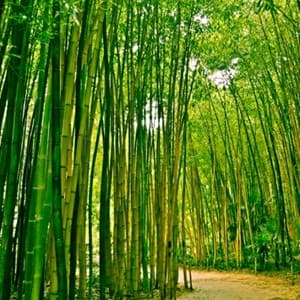 bamboo