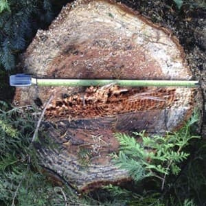diameter