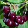 ripe