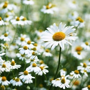 daisy