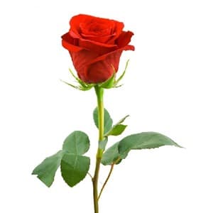 stem
