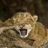 cub