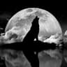 howl