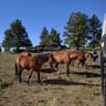 ranch