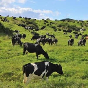 cattle