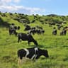 cattle