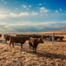 herd