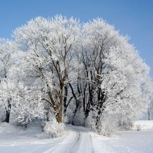frost
